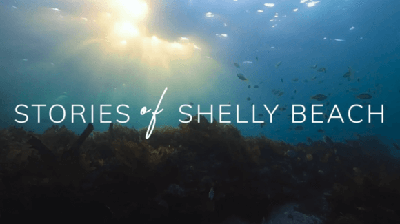 Stories of Shelly Beach