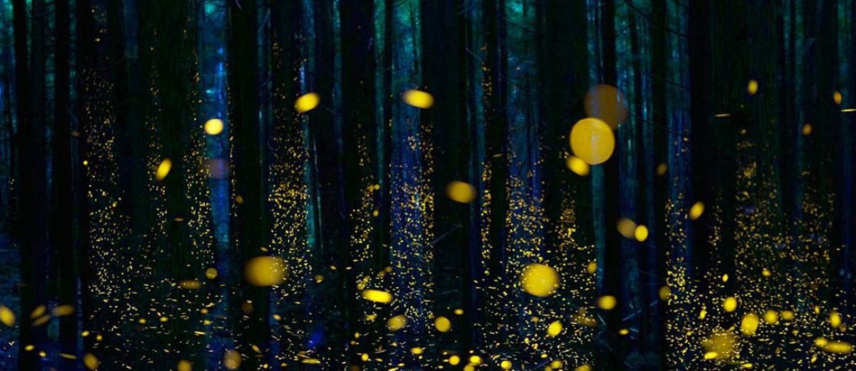 THIS MEXICAN VILLAGE IS USING FIREFLIES TO STOP DEFORESTATION!