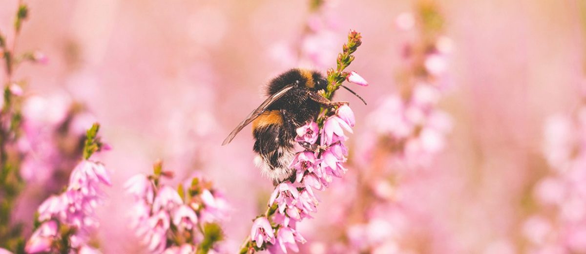 HOW TO MAKE A BEE BATH