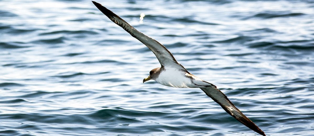 MORE THAN HALF OF THE WORLD’S SEABIRDS HAVE INGESTED PLASTIC. THIS WOMAN IS TRYING TO CHANGE THAT.