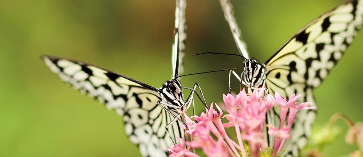 THIS GUY REVIVED AN ENTIRE POPULATION OF RARE BUTTERFLIES IN HIS BACKYARD – HERE’S HOW